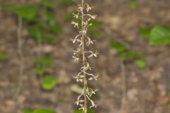 Crane-fly Orchid, Tipularia discolor