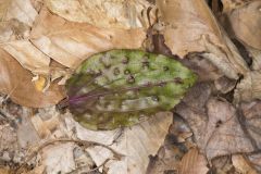 Crane-fly Orchid, Tipularia discolor