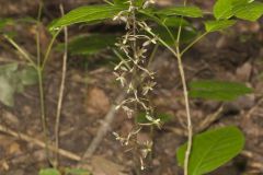 Crane-fly Orchid, Tipularia discolor