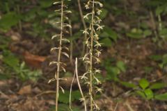 Crane-fly Orchid, Tipularia discolor