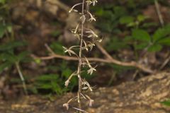 Crane-fly Orchid, Tipularia discolor