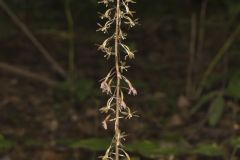 Crane-fly Orchid, Tipularia discolor
