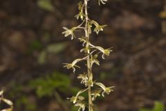 Crane-fly Orchid, Tipularia discolor