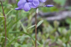 Creeping Phlox, Phlox stolonifera