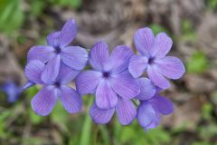 Creeping Phlox, Phlox stolonifera