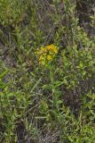Creeping St. Johnswort, Hypericaum Adpressum