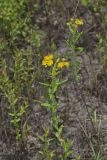 Creeping St. Johnswort, Hypericaum Adpressum