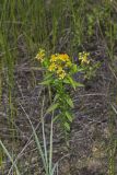 Creeping St. Johnswort, Hypericaum Adpressum