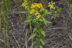 Creeping St. Johnswort