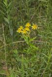 Creeping St. Johnswort, Hypericaum Adpressum