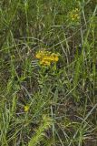 Creeping St. Johnswort, Hypericaum Adpressum