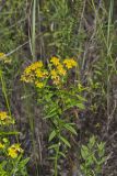 Creeping St. Johnswort, Hypericaum Adpressum