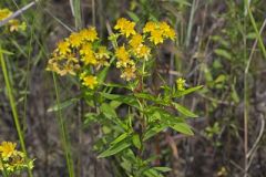 Hypericaceae, St. John's wort Family