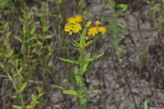 Creeping St. Johnswort, Hypericaum Adpressum