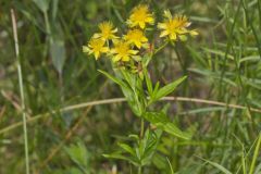Creeping St. Johnswort, Hypericaum Adpressum