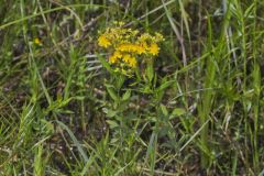 Creeping St. Johnswort, Hypericaum Adpressum