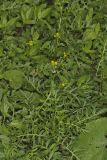 Creeping Yellowcress, Rorippa sylvestris
