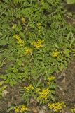 Creeping Yellowcress, Rorippa sylvestris