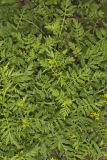 Creeping Yellowcress, Rorippa sylvestris