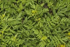 Creeping Yellowcress