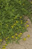 Creeping Yellowcress, Rorippa sylvestris