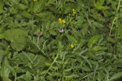 Creeping Yellowcress, Rorippa sylvestris