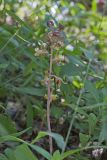 Crested Coralroot, Hexalectris spicata