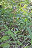Crested Coralroot, Hexalectris spicata