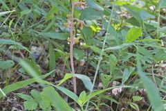 Crested Coralroot