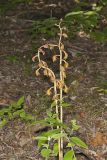 Crested Coralroot, Hexalectris spicata