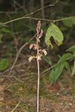 Crested Coralroot, Hexalectris spicata