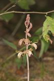 Crested Coralroot, Hexalectris spicata