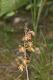 Crested Coralroot, Hexalectris spicata