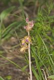 Crested Coralroot, Hexalectris spicata