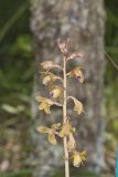 Crested Coralroot, Hexalectris spicata