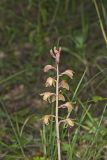 Crested Coralroot, Hexalectris spicata