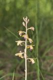Crested Coralroot, Hexalectris spicata
