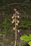 Crested Coralroot, Hexalectris spicata