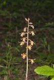 Crested Coralroot, Hexalectris spicata