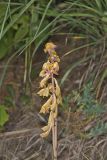 Crested Coralroot, Hexalectris spicata
