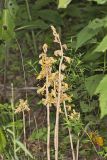 Crested Coralroot, Hexalectris spicata