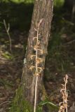 Crested Coralroot, Hexalectris spicata