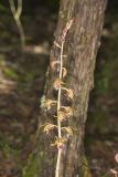 Crested Coralroot, Hexalectris spicata
