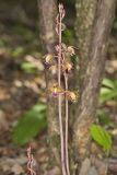Crested Coralroot, Hexalectris spicata
