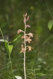 Crested Coralroot, Hexalectris spicata