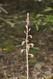 Crested Coralroot, Hexalectris spicata