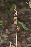 Crested Coralroot, Hexalectris spicata