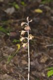 Crested Coralroot, Hexalectris spicata