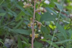 Crested Coralroot, Hexalectris spicata
