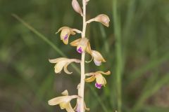 Crested Coralroot, Hexalectris spicata